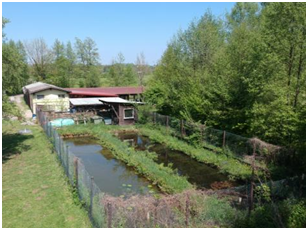 ASV Zuchtbecken